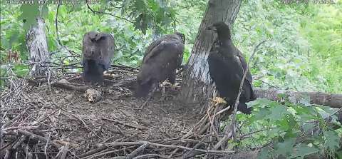 Imagem da webcam: Ninho da águia americana em Hayes - Pittsburgh