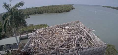 Imagem da webcam: Ninho De Pássaro Osprey, Ilha Captiva - Flórida