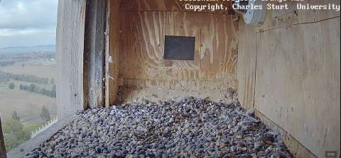 Webcam billede: Falcon Nest, Orange by - New South Wales