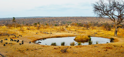 Olifants River live webcam in Balule Nature Reserve, South Africa — watch online