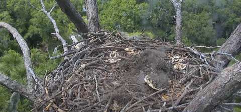 Imagen de la cámara web: Nido de águila calva, Florida