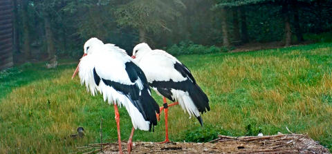 Stork nest in Makov Nature Reserve, Czech Republic — live stream