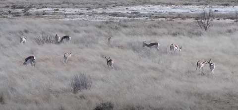 Vista webcam della fauna selvatica presso la diga di Kamfers